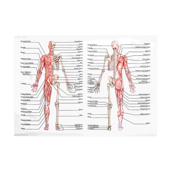 1pc висящ анатомичен плакат плакат за човешката мускулна система анатомична диаграма плакат за стена