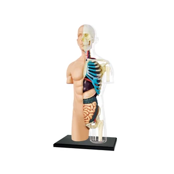 4D MASTER Човешки 8 инча половин изчистен торс тялото анатомия модел DIY пъзел събрание играчка подарък вътрешни органи за преподаване инструмент