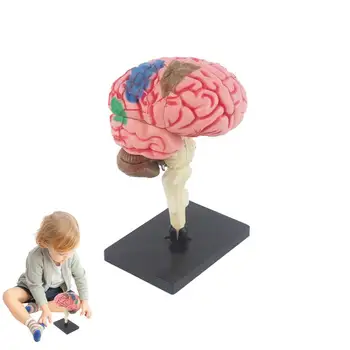 Очна ябълка анатомия модел човешкото тяло играчка биология преподаване оборудване мозъчен модел за образование училищни пособия наука класна стая